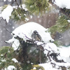 雪宿り