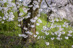 枝垂れの様に