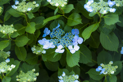 紫陽花