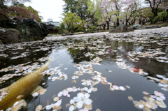 池の鯉