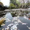池の鯉