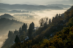 紅葉と朝霧