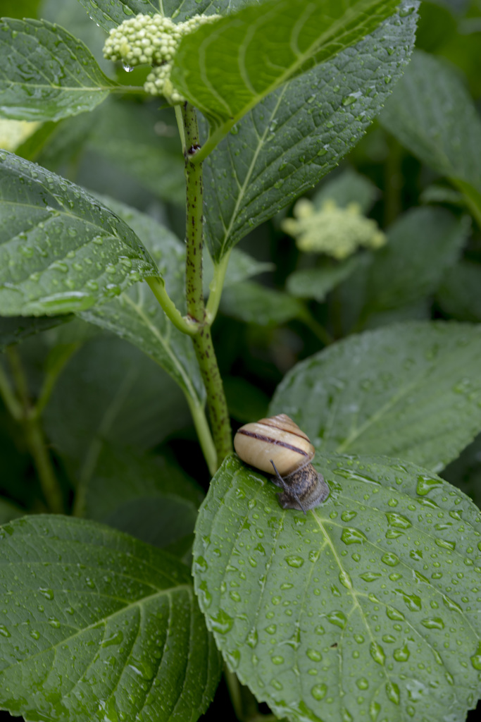 梅雨の一コマ