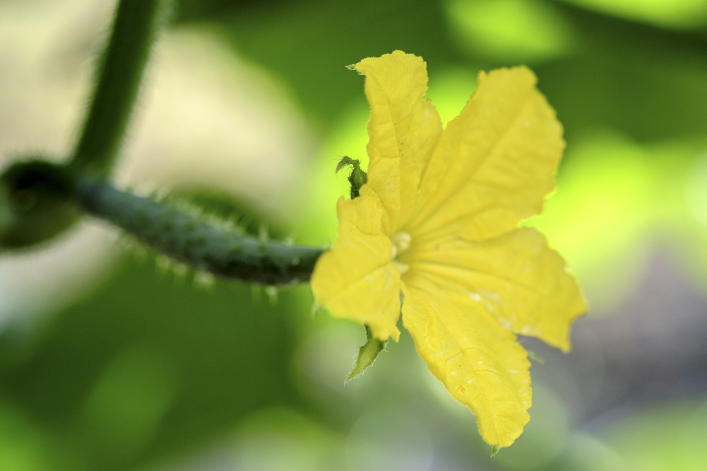 キュウリの花