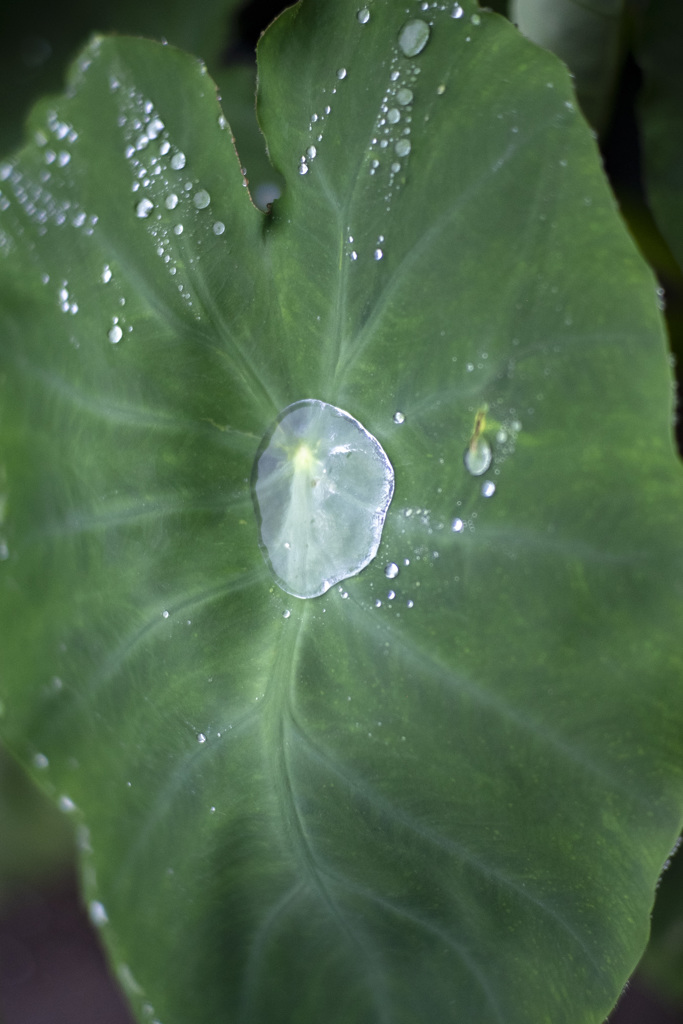 梅雨