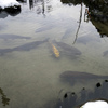 人面魚