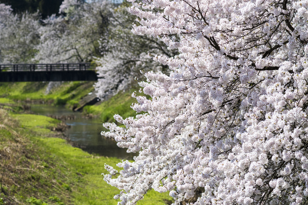 桜満開