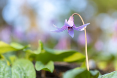 カタクリの花