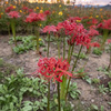 山の花畑
