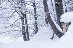 吹雪の林