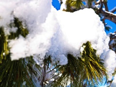雪被る