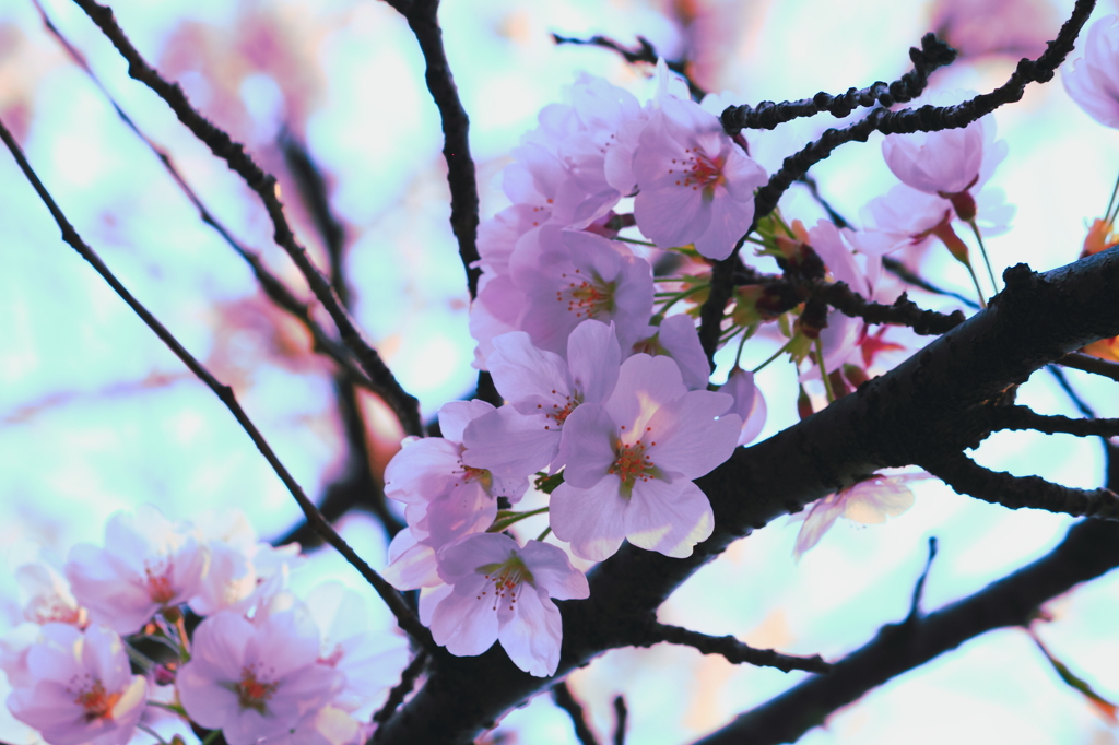 朝桜2