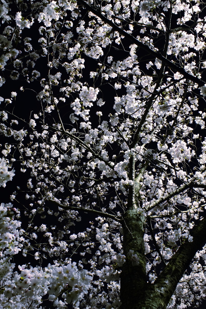 夜桜1