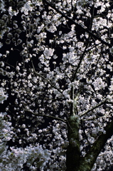 夜桜1
