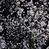 夜桜1