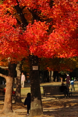 紅葉と日陰