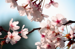 眩桜1