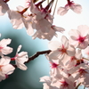 眩桜1