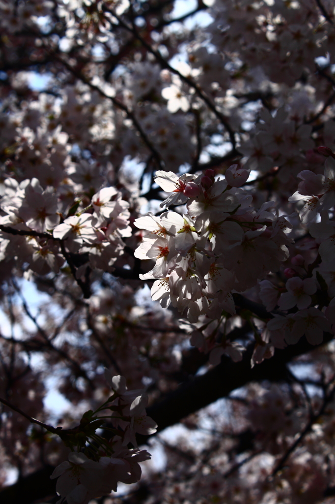 桜　2012年　1