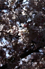 桜　2012年　1