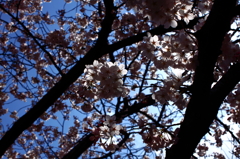 桜　2012年　3
