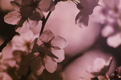 夜桜2