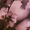 夜桜2