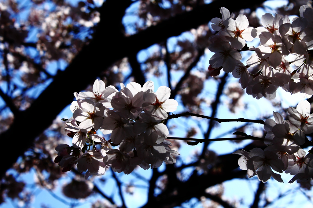 桜　2012年　2