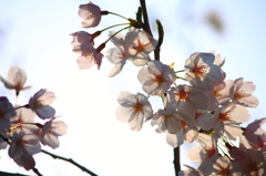 眩桜2