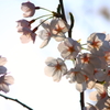眩桜2