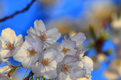 朝桜1
