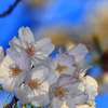 朝桜1
