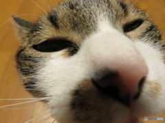 近いって