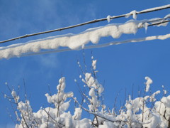 電線と雪