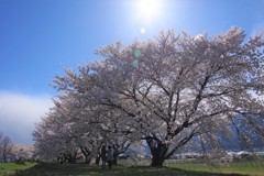 ひとを笑顔にする桜