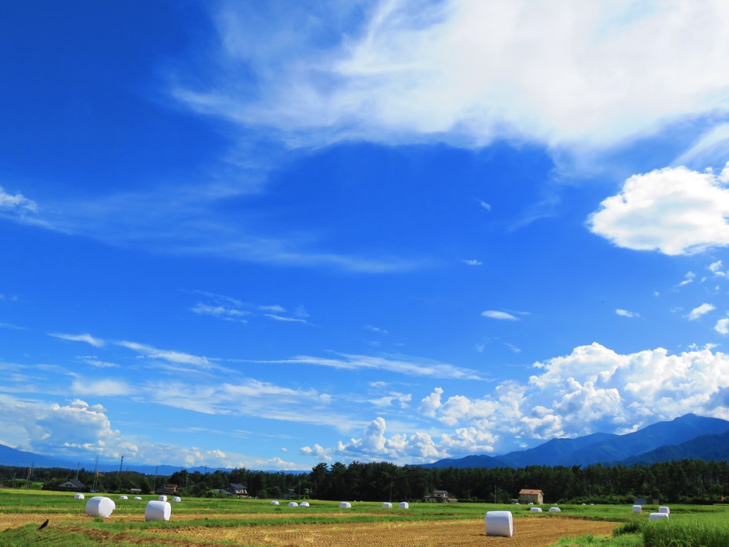 北海道もどき