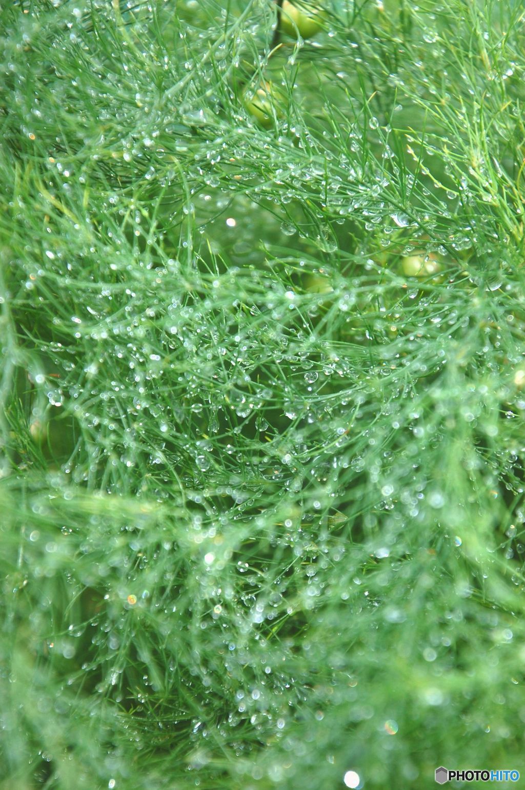 きらきらアスパラ