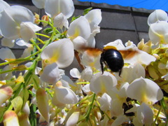 藤の花とクマバチ