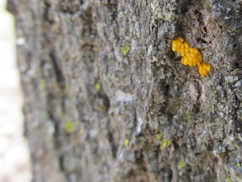 テントウムシの卵