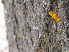 テントウムシの卵