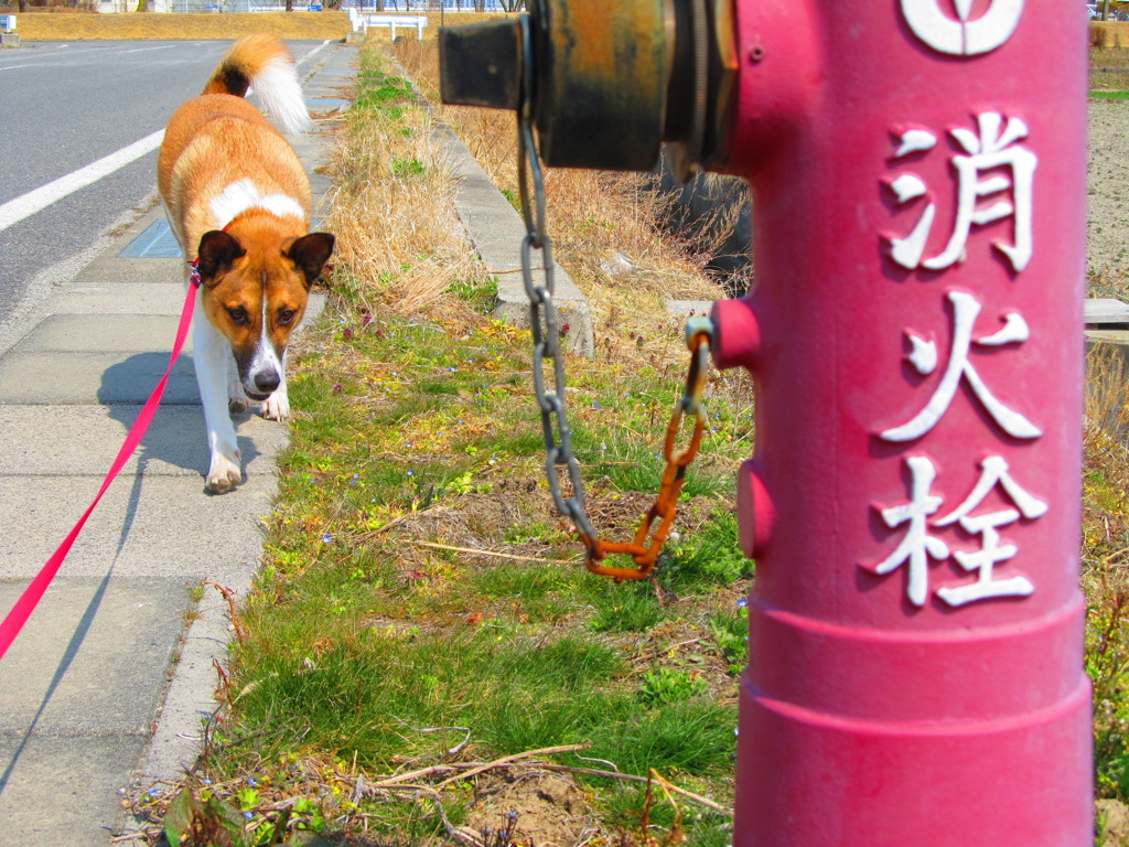 愛犬と消火栓