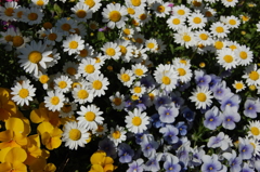 花畑