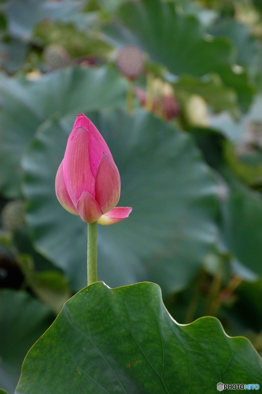 最期にひと花咲かせやしょう