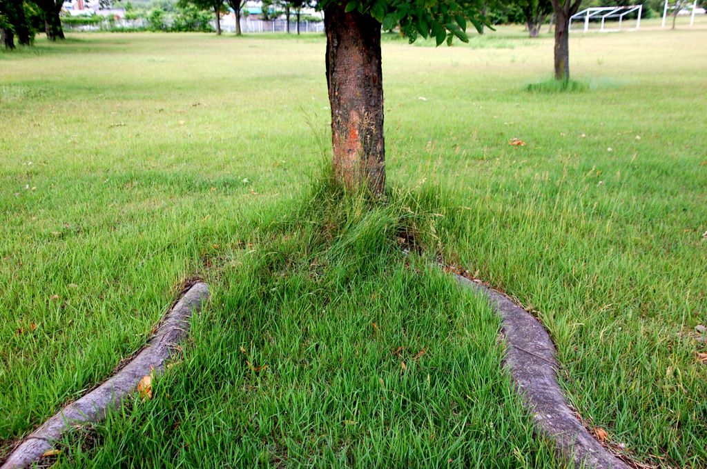 Tree　of　Life