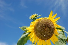 夏の終わり