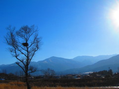 鳥の巣①