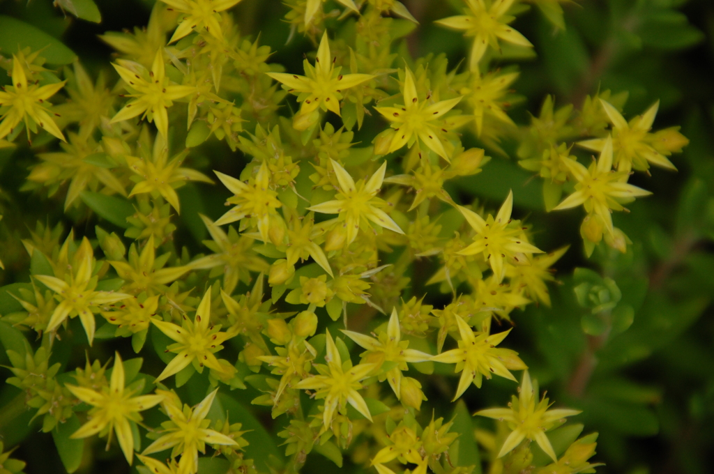 瞬く星のように