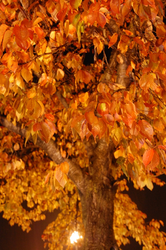 雨の紅葉Ⅲ