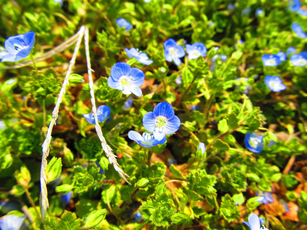 おおいぬのふぐり