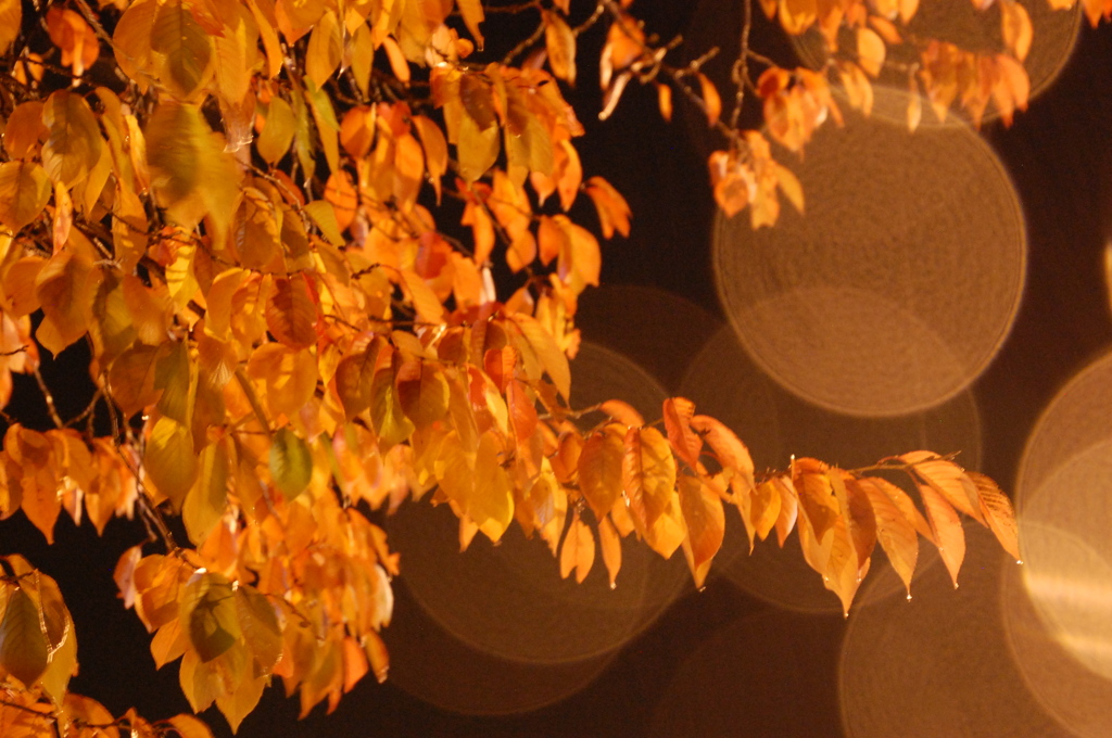 雨の紅葉Ⅳ